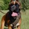 Dog Harness for Boxer with Brass Studs | Luxury Dog Harness