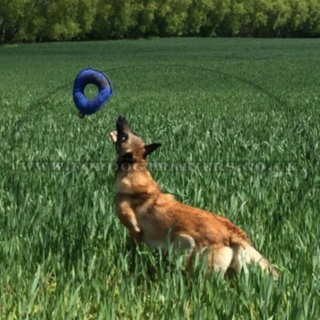 Eco-Safe French Linen Puppy Tug Retreiving Skills Builder