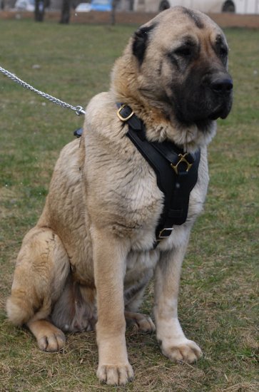 Caucasian Shepherd Harness | Padded Dog Harness UK - Click Image to Close