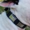 British Bull Terrier Collar with Nickel Plates