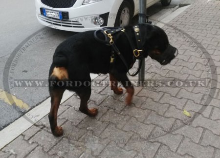 Strong Basket Rottweiler Leather Muzzle Soft and Light