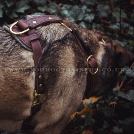 Belgian Malinois Walking Leather Dog Harness UK, Top Quality