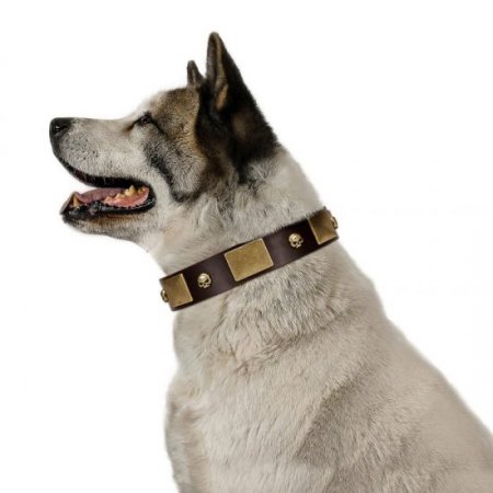 "Heavy Metal" Dark Brown Leather Dog Collar With Glossy Studs FDT Artisan