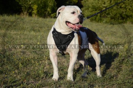 Leather Dog Harness for American Bulldog | Dog Training Harness