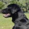 Dog Collar for Labrador Training | Choke Dog Collar for Labrador