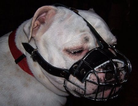 Bestseller Dog Muzzle Wire Basket for Bulldog Short Snout