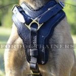 Padded Dog Harness for Malinois | Bestseller Leather Dog Harness