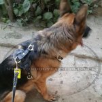 Dog Harness Real Leather with Soft Padded Chest XL ONLY!_2