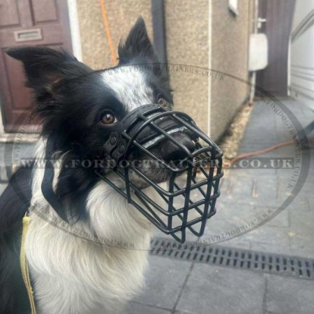 Collie Muzzle with Rubber-Coated Wire for Winter Use