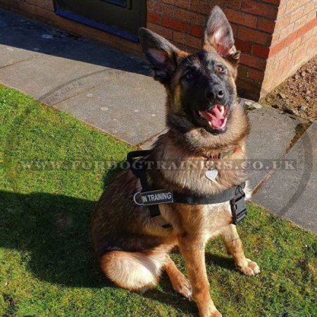 Get German Shepherd Harness UK Bestseller for Dog that Pulls