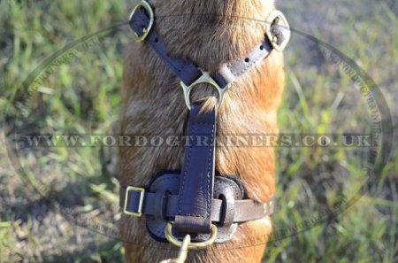 Belgian Malinois Leather Harness Soft and Strong Leather with Brass Fittings
