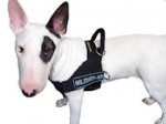 Nylon Dog Harness for English Bull Terrier | No Pull Dog Harness