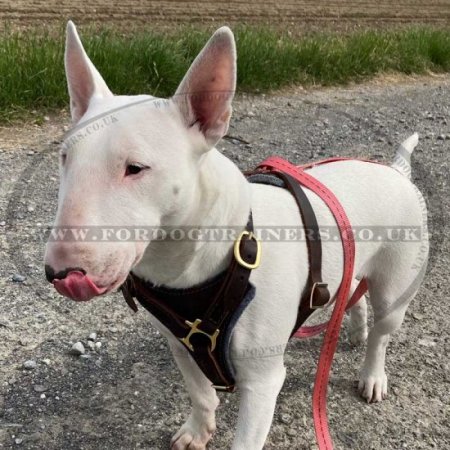 Bull Terrier Leather Dog Harness | Leather Dog Harness for Dogs