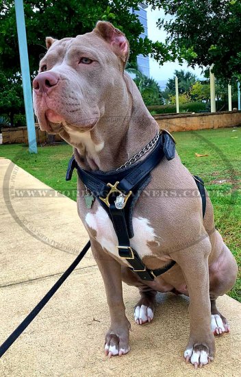Dog Harness Real Leather with Soft Padded Chest XL ONLY!