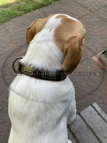 Luxurious Comfort Brass Studded Leather Dog Collar