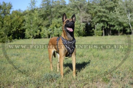 Belgian Shepherd Malinois Dog Training Harness with Painting