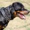 Spiked Designer Dog Collars for Rottweilers Brave Style