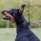 K9 Dogs Collar for Doberman | Nylon Dog Collar for Doberman UK