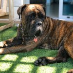 Black Stainless Steel Fur Saver by Herm Sprenger_2