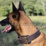 Strong 2 Ply Leather Dog Collar for Belgian Malinois with Brass Buckle