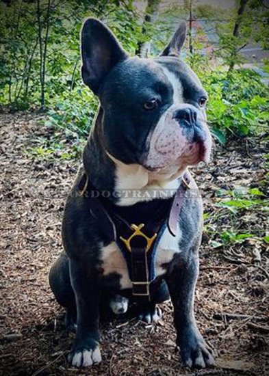 Quality Tracking Dog Harness Leather with Soft Padded Chest