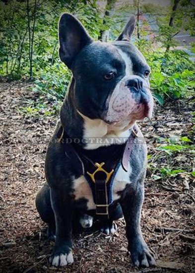 Dog Harness Real Leather with Soft Padded Chest XL ONLY!