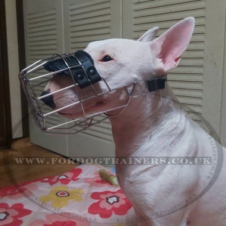 Wire Dog Muzzle for English Bull Terrier | Bull Terrier Muzzle
