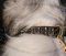 Nappa Padded Soft Dog Collar for Russian Shepherd, Brass Spiked