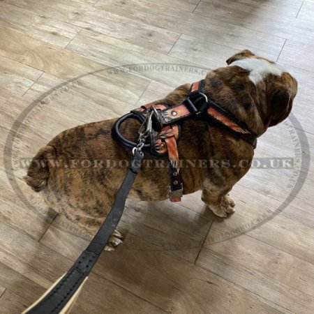 Leather Dog Leash with Padded Handle for Dog Training & Walking