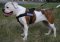American Bulldog Harness Bestseller UK | No-Pull Dog Harness