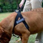 Dogue De Bordeaux Harness | Dog De Bordo Harness UK Bestseller