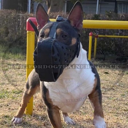 English Bull Terrier Dog Muzzle, Strong and Roomy Leather Basket