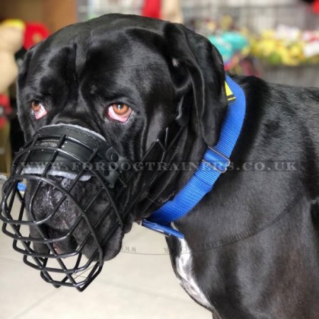 Large Dog Muzzle for Cane Corso Muzzle Size Rubber Coated Any-Weather