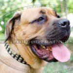 Wide Dog Collar for Mastiff | Cane Corso Collars for Sale