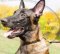 Soft Padded Dog Collar for Malinois | Dog Choker Collar