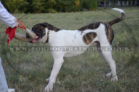 Jute Tugs for Large Dog Training | Bite Tug for Dog