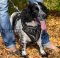Stylish Handpainted Leather Dog Body Harness Springer Spaniel