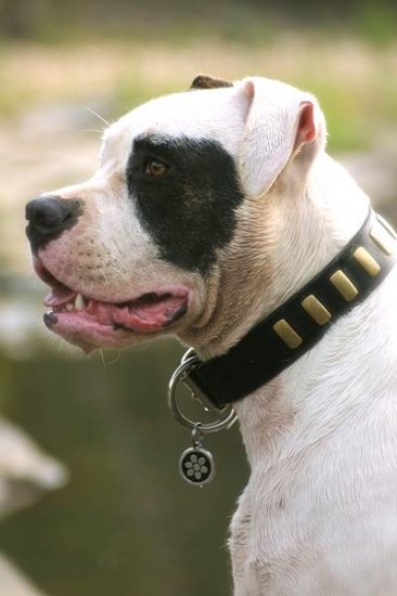 American Bulldog Accessories: Leather Dog Collars UK Best Style