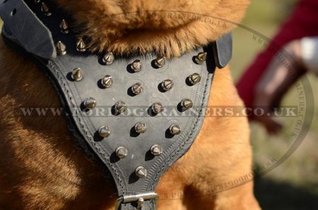 Chinese Shar Pei Leather Harness for Dogs' Comfort and Style Spiked