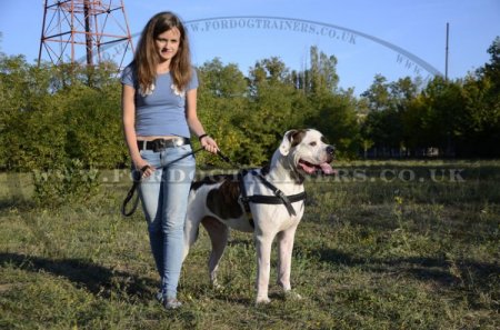 American Bulldog Harness for Tracking/Pulling
