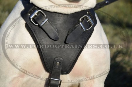 Leather Dog Harness for American Bulldog | Dog Training Harness