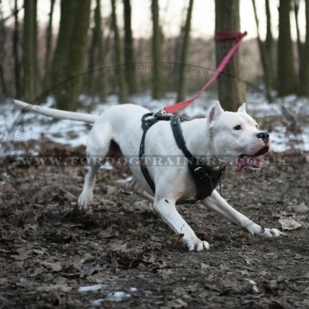 Strong & Soft Padded Leather Dog Harness K9