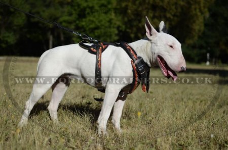 English Bull Terrier Dog Harness "Flame" Design