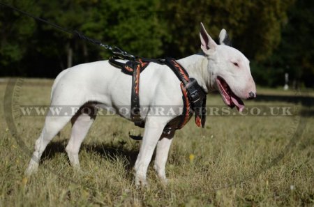 English Bull Terrier Dog Harness "Flame" Design