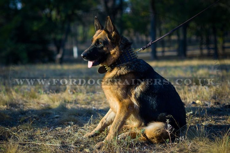 Extra Wide Fashion Dog Collar for German Shepherd