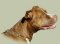 Curogan Fur Saver Dog Collar for Pitbull, Herm Sprenger