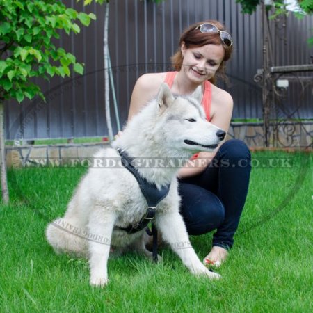 High-Quality Comfortable Leather Dog Harness For Husky