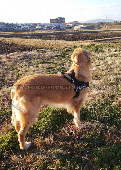 Service Dog Harness UK for Golden Retriever and other Dogs