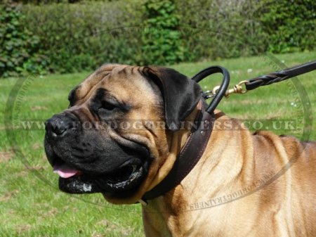 The Best Boerboel Mastiff Dog Collars with Handle 2 Ply Leather