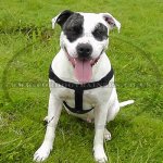 K9 Dog Harness No Pull Front Clip to Stop Dog Pulling on Lead_13